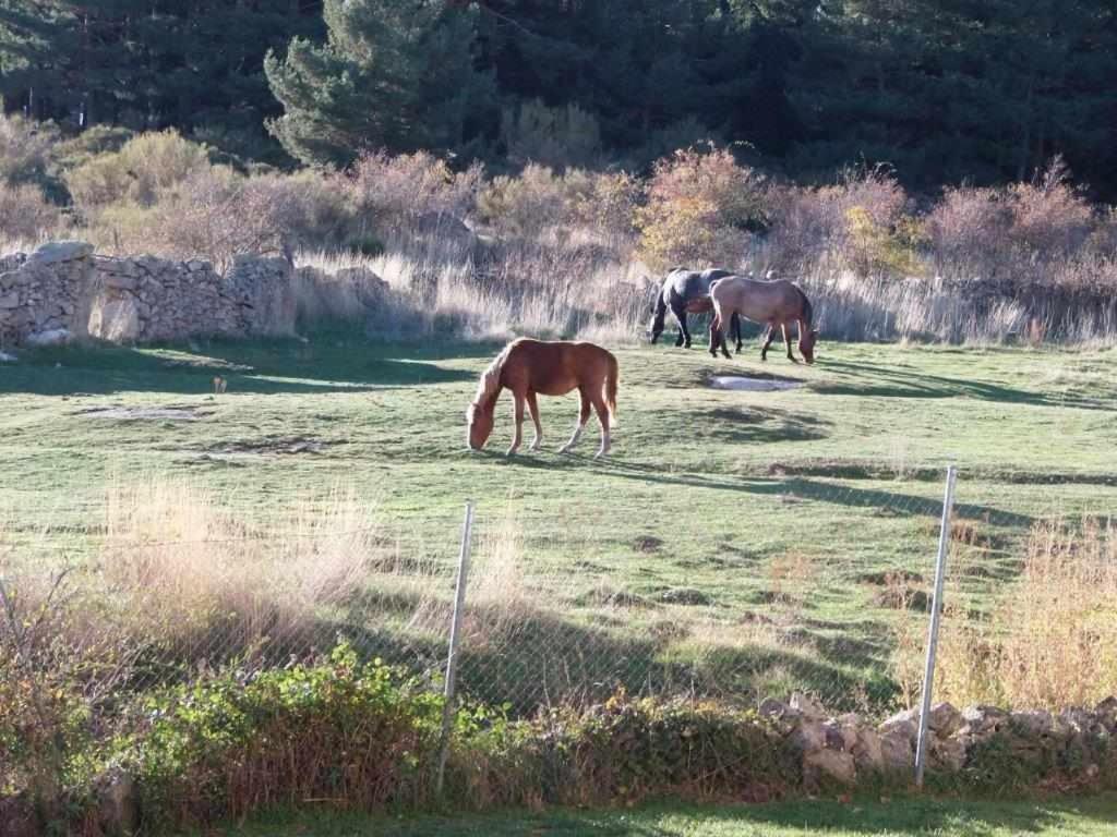 Casa Iona Chalet Adosado Con Vistas A La Montana Navarredonda de Gredos Eksteriør billede